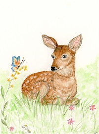 Baby Deer