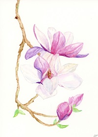 Magnolia