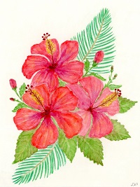 Hibiscus