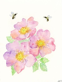 Roses with bees