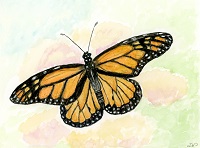 Monarch butterfly