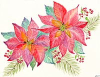 Poinsettia flowers
