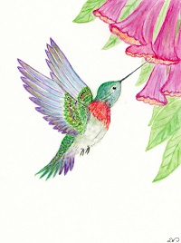 pink Hummingbird