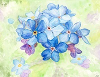 Forgetmenot