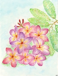 Frangipani