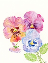 Pansies