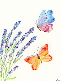 lavender and butterflies