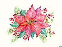 Poinsettia